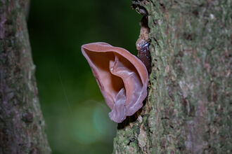 Fungi | Manx Wildlife Trust